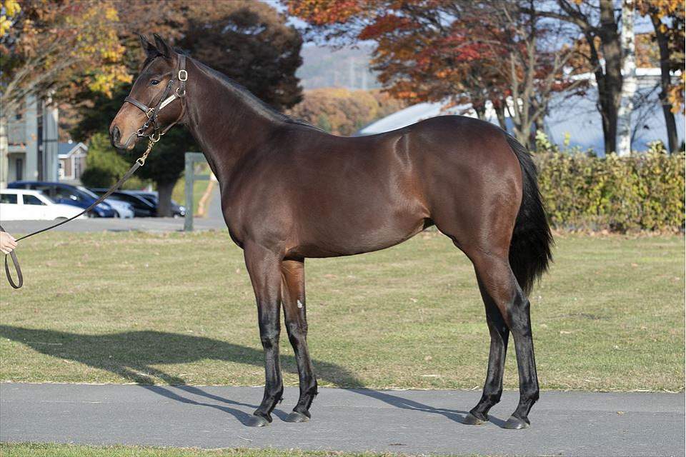 キャロット11月更新チェック けいろん